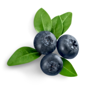 BLUEBERRY